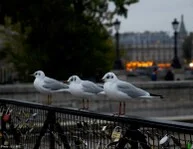 IMG_1727.jpg